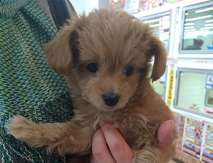 プードルとチワワのミックス犬の愛犬ココちゃん