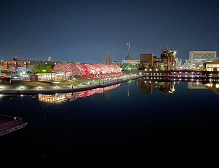 環水公園！桜の時期の夜景です！